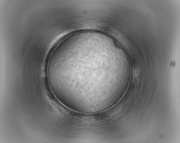 X0000093520628200710261220