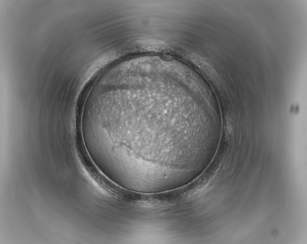 X0000093520630200710261220