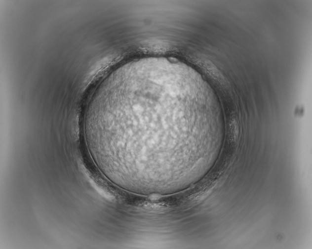 X0000093520638200710261220