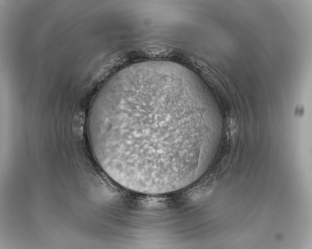 X0000093520664200710261221