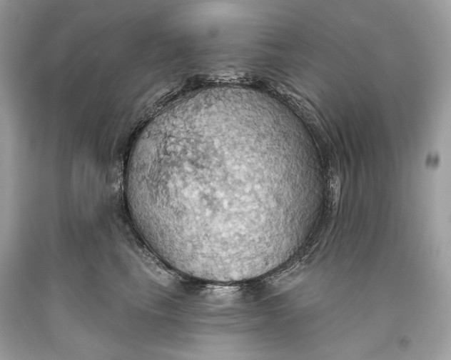 X0000093520665200710261221