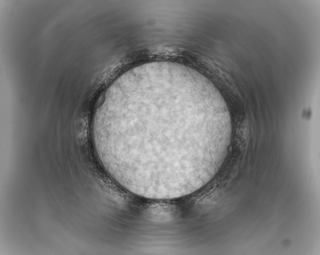 X0000093520708200710261219