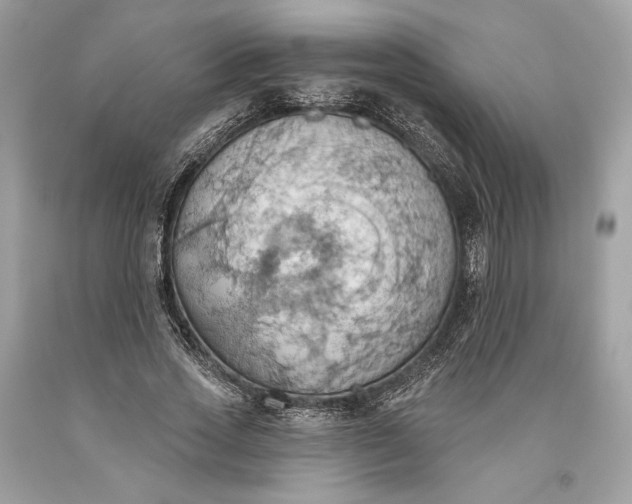 X0000093520733200710261219