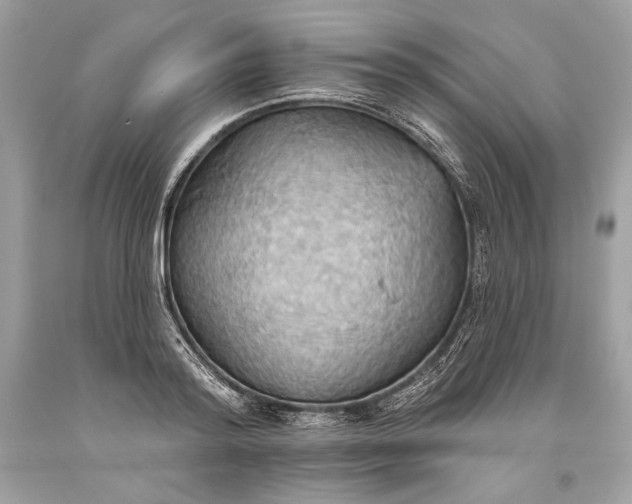 X0000093520796200710261218