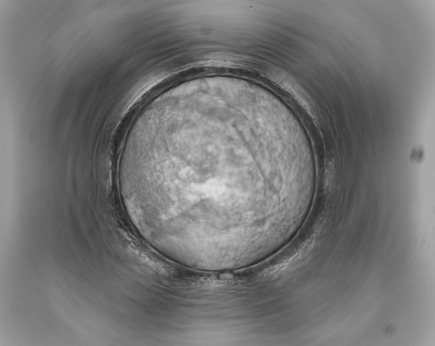 X0000093520829200710261217