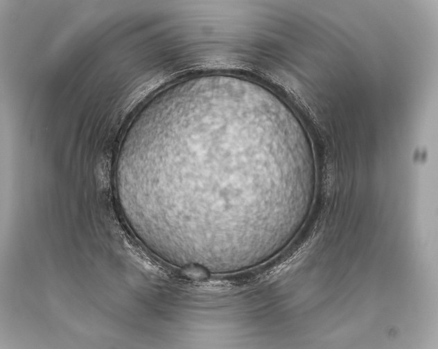 X0000093520833200710261217