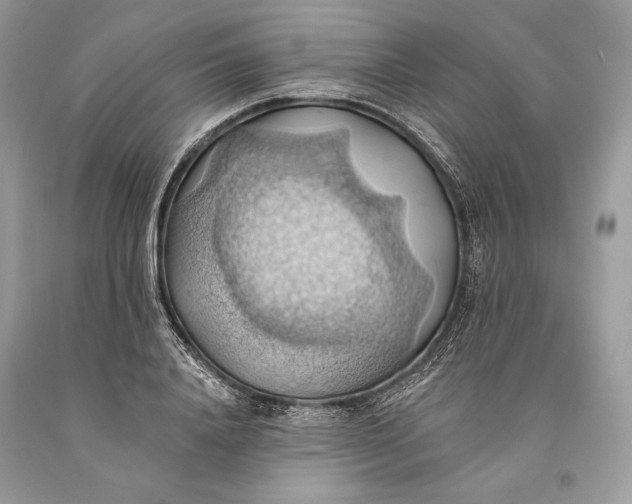 X0000093520840200710261217