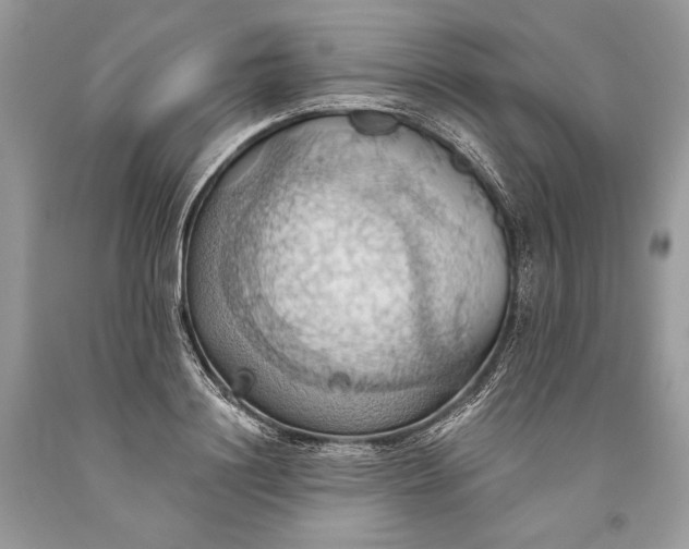 X0000093520844200710261218