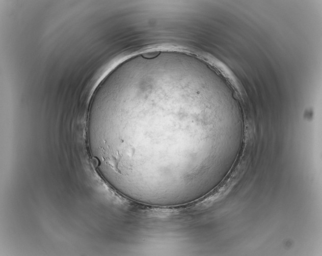 X0000093520860200710261218