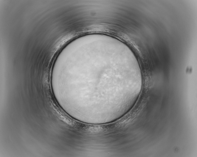 X0000093520882200710261217