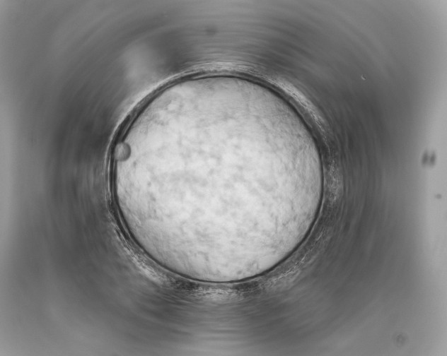 X0000093520886200710261217