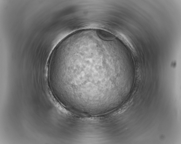 X0000093520900200710261217