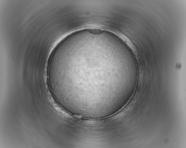 X0000093520904200710261217