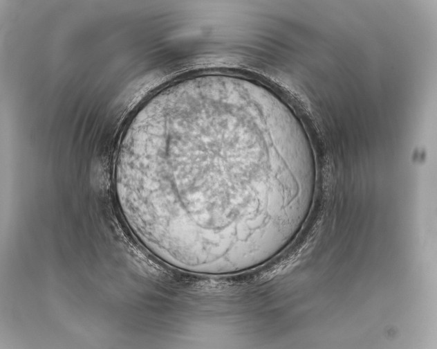 X0000093520929200710261216