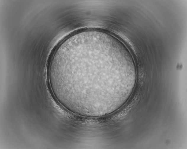 X0000093520935200710261216