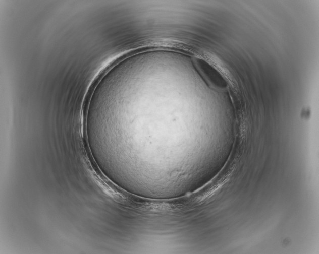 X0000093520940200710261216