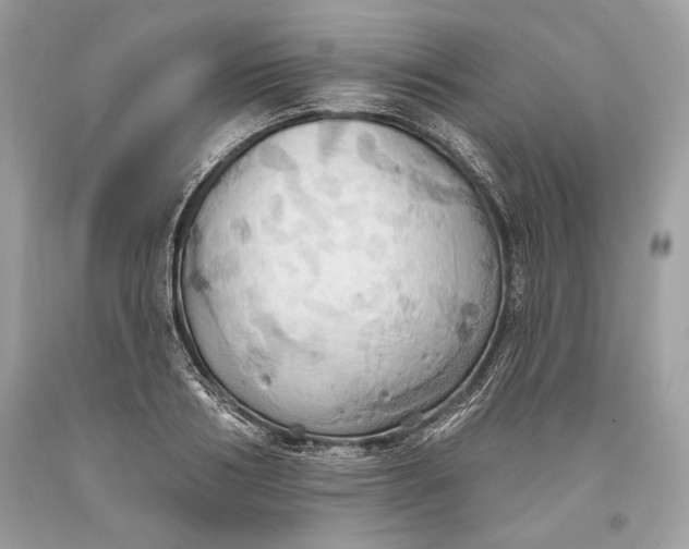 X0000093520986200710261215