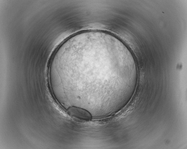 X0000093520990200710261215