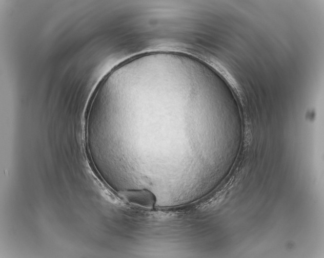 X0000093520996200710261215