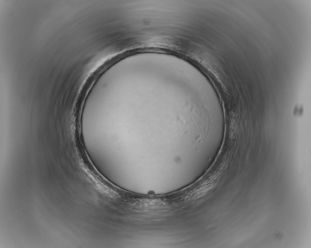 X0000093521024200710261215