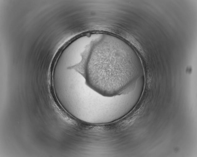 X0000093521028200710261215