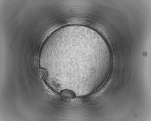 X0000093521041200710261215