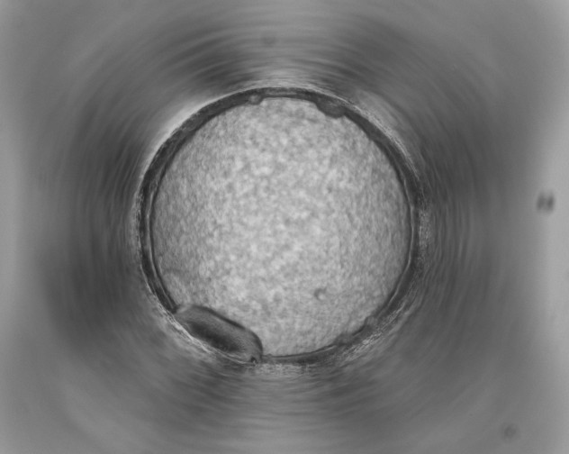 X0000093521068200710261214