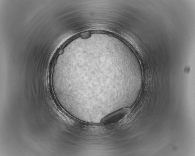 X0000093521076200710261214