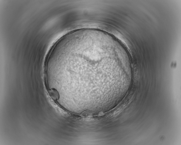 X0000093521088200710261214