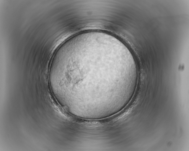 X0000093521129200710261213