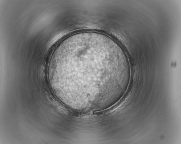 X0000093521163200710261213