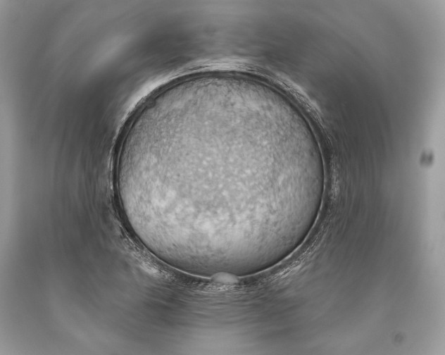 X0000093521174200710261213