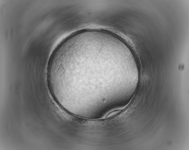 X0000093521183200710261213