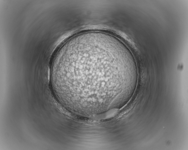 X0000093521221200710261212