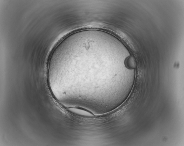 X0000093521232200710261212