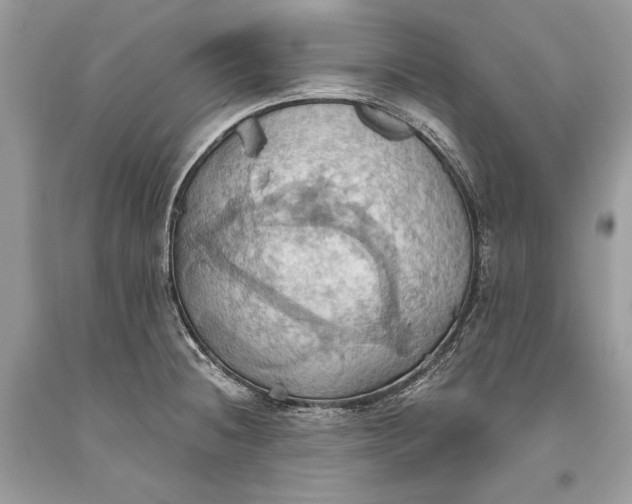 X0000093521236200710261212