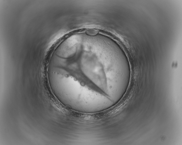 X0000093521263200710261212