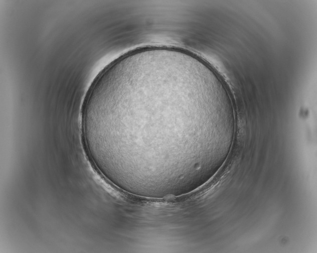 X0000093521335200710261211