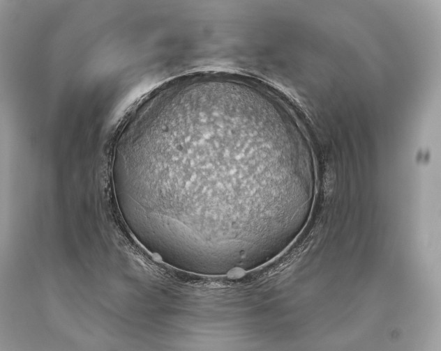 X0000093521359200710261210