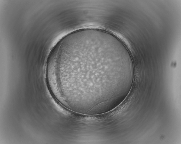 X0000093521383200710261210