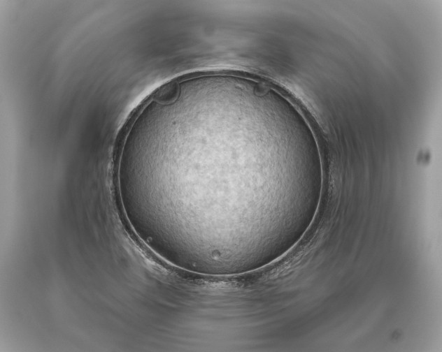 X0000093521460200710261209