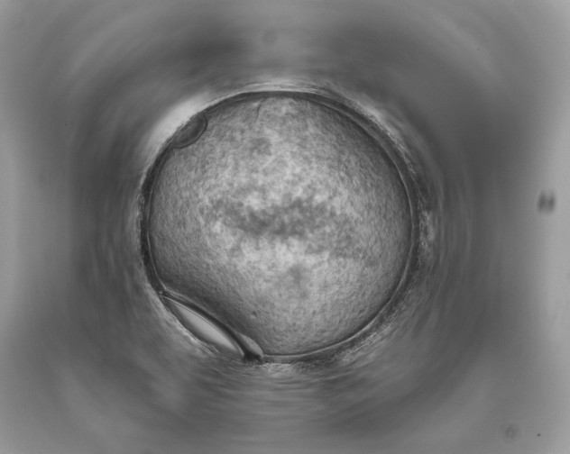 X0000093521463200710261209