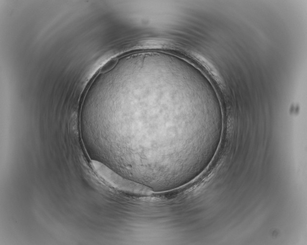 X0000093521465200710261209