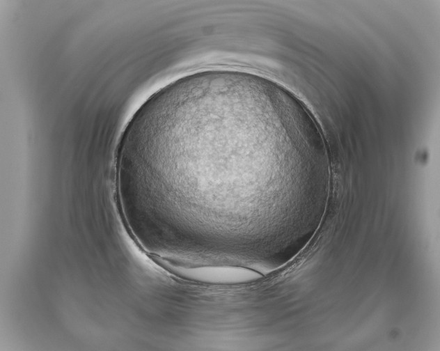 X0000093521531200710261208