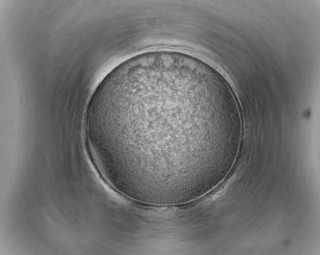 X0000093521533200710261208