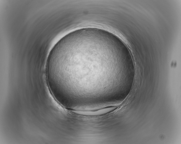 X0000093521536200710261208