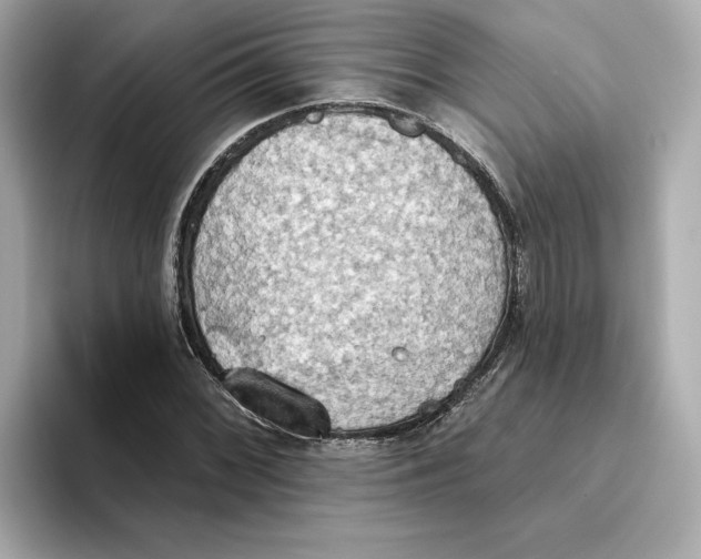 X0000093521068200711021042