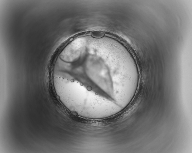 X0000093521263200711021039