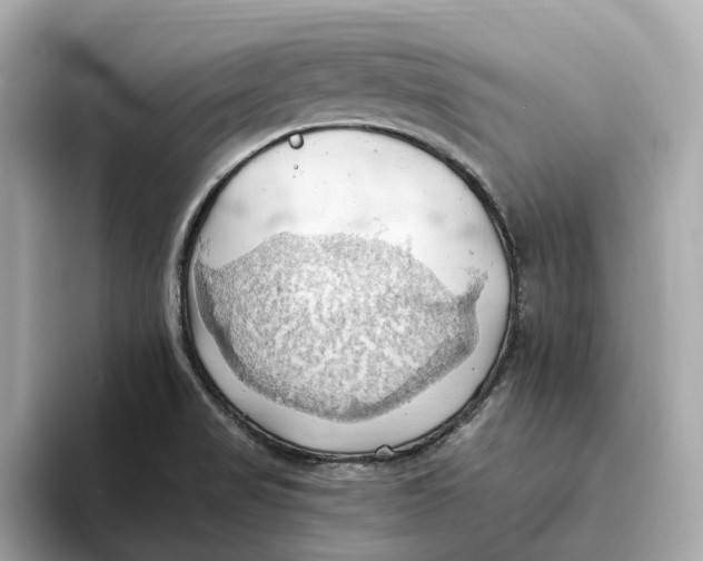 X0000093521517200711021036