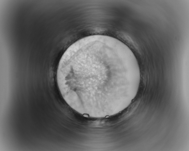 X0000093520366200711091744